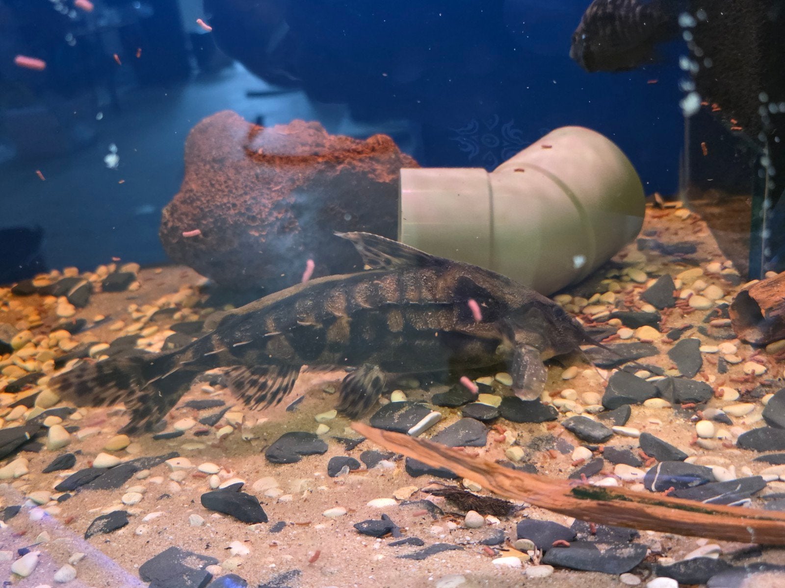 Megalodoras uramoscopus aquarium vis, Vis