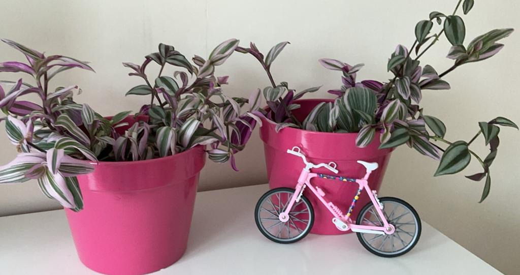 Twee Tradescantia nu nog mooier🪴🪴, Vaste plant, Bloeit niet, Halfschaduw, Ophalen