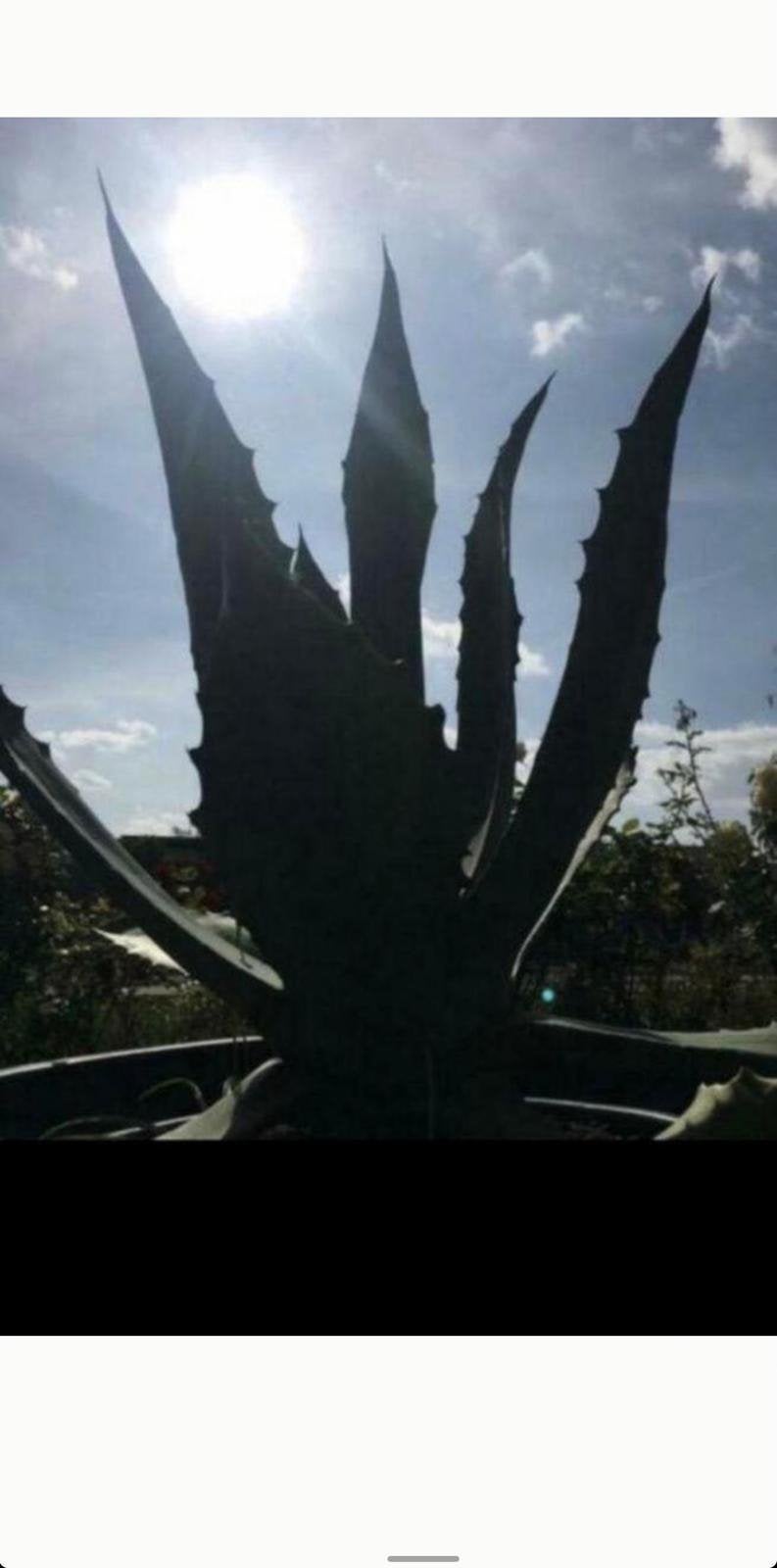 Grote Bio Nederlandse blauw Agave en zonplanten winterhard, Tuin en Terras, Minder dan 100 cm, Zomer, Volle zon, In pot