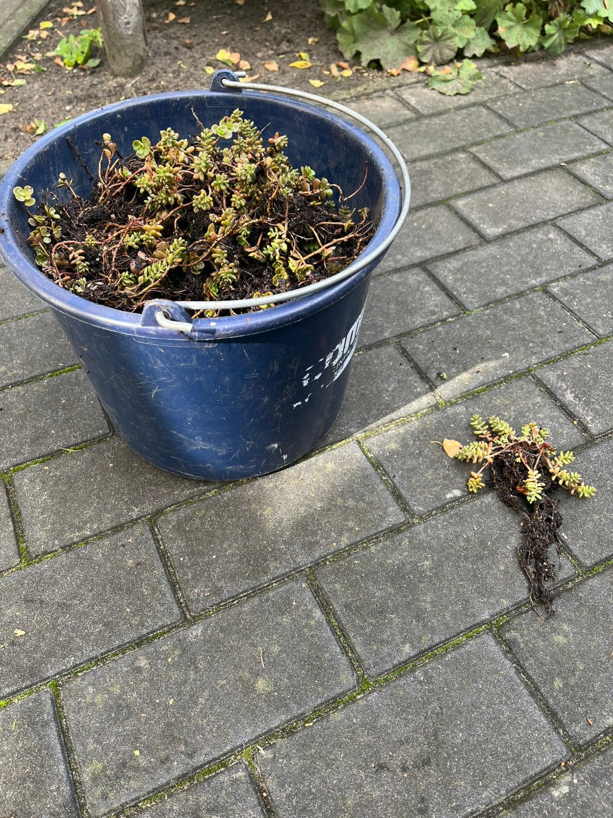 Sedum. Daksedum. Stekjes. Vetplantjes, Ophalen, Vaste plant, Bodembedekkers