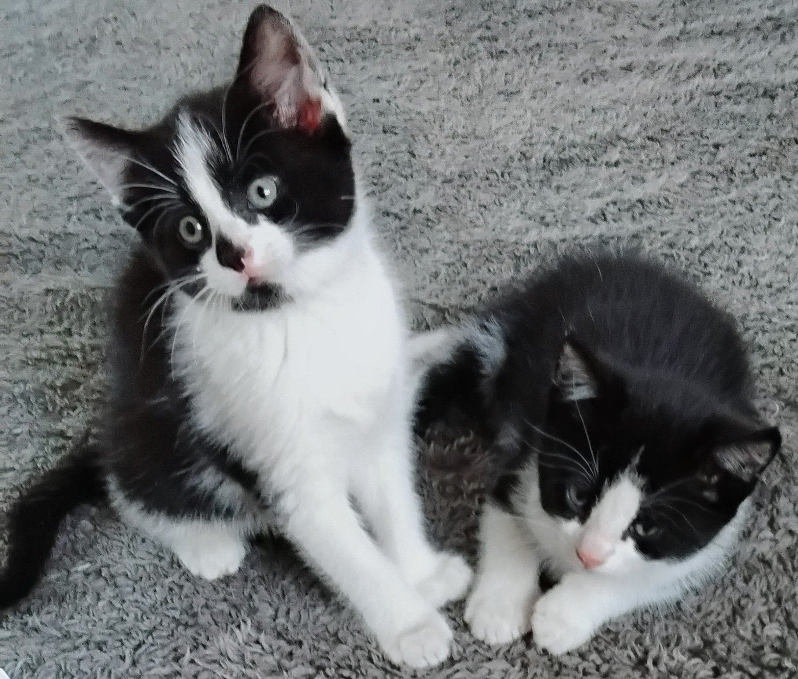 Nestje van 5 lieve kittens, Meerdere dieren