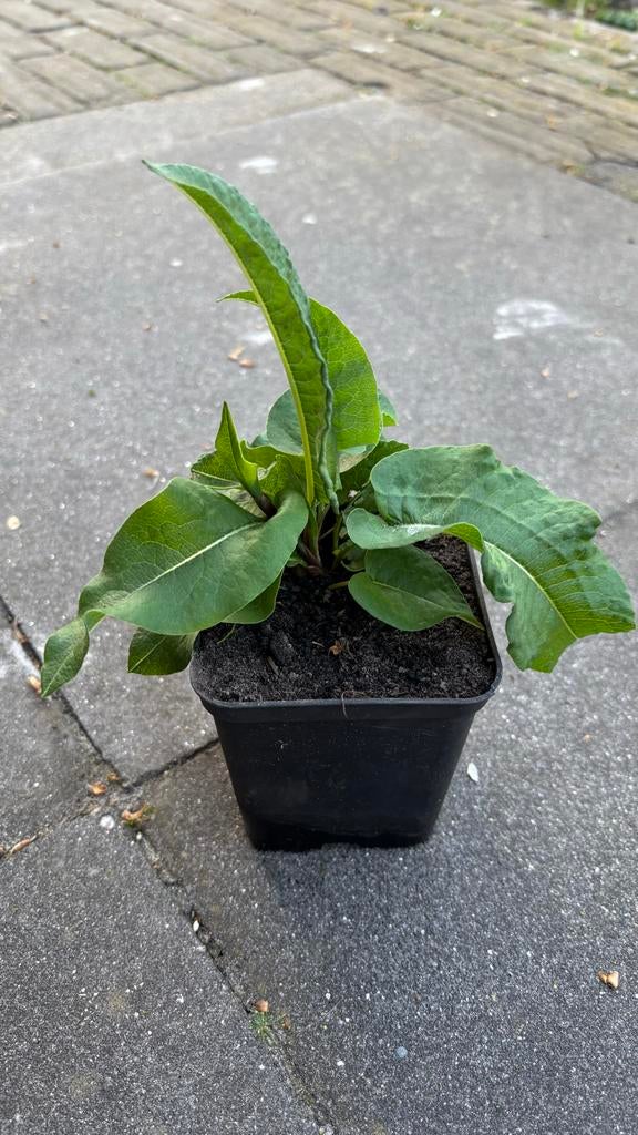 Adderwortel (Persicaria bistorta 'Superba'), Volle zon, Vaste plant, Zomer, Ophalen
