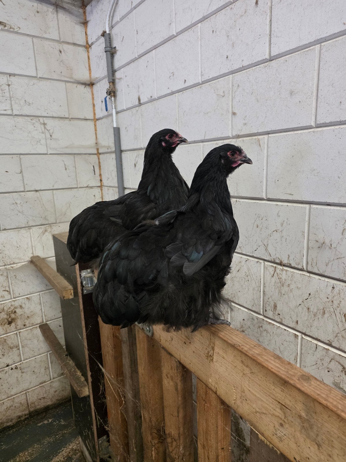 orpington groot, Dieren en Toebehoren, Pluimvee, Vrouwelijk, Kip