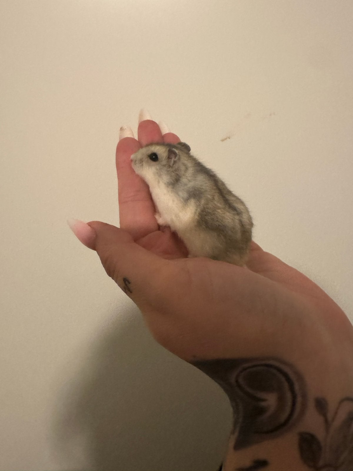 lieve tamme dwerghamsters van 6 weken zoeken huisje, Dieren en Toebehoren, Hamster, Meerdere dieren, Tam, September