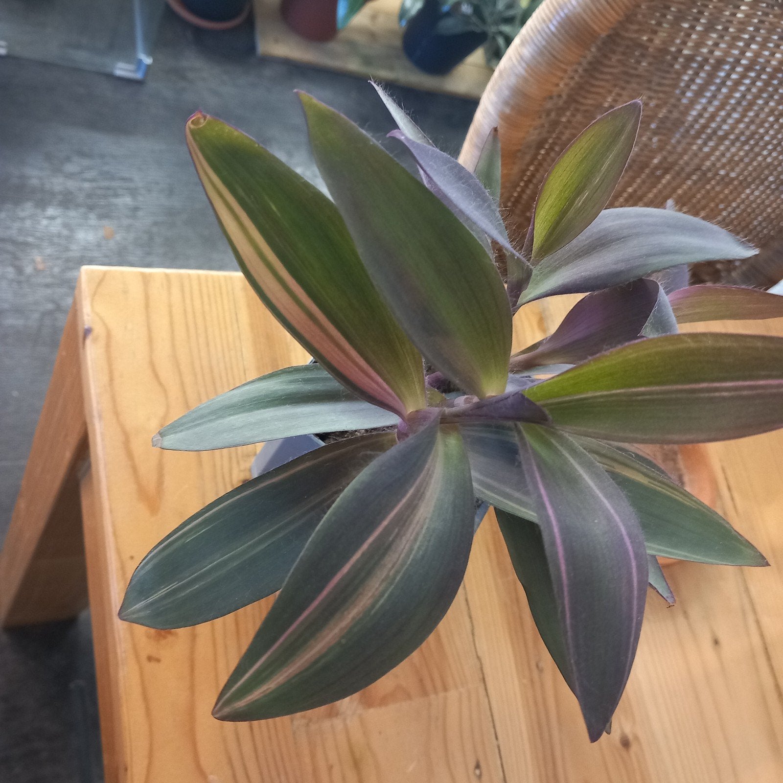 tradescantia pallida pink stripe stek nr 3-5, Huis en Inrichting, Ophalen of Verzenden, Halfschaduw, Minder dan 100 cm