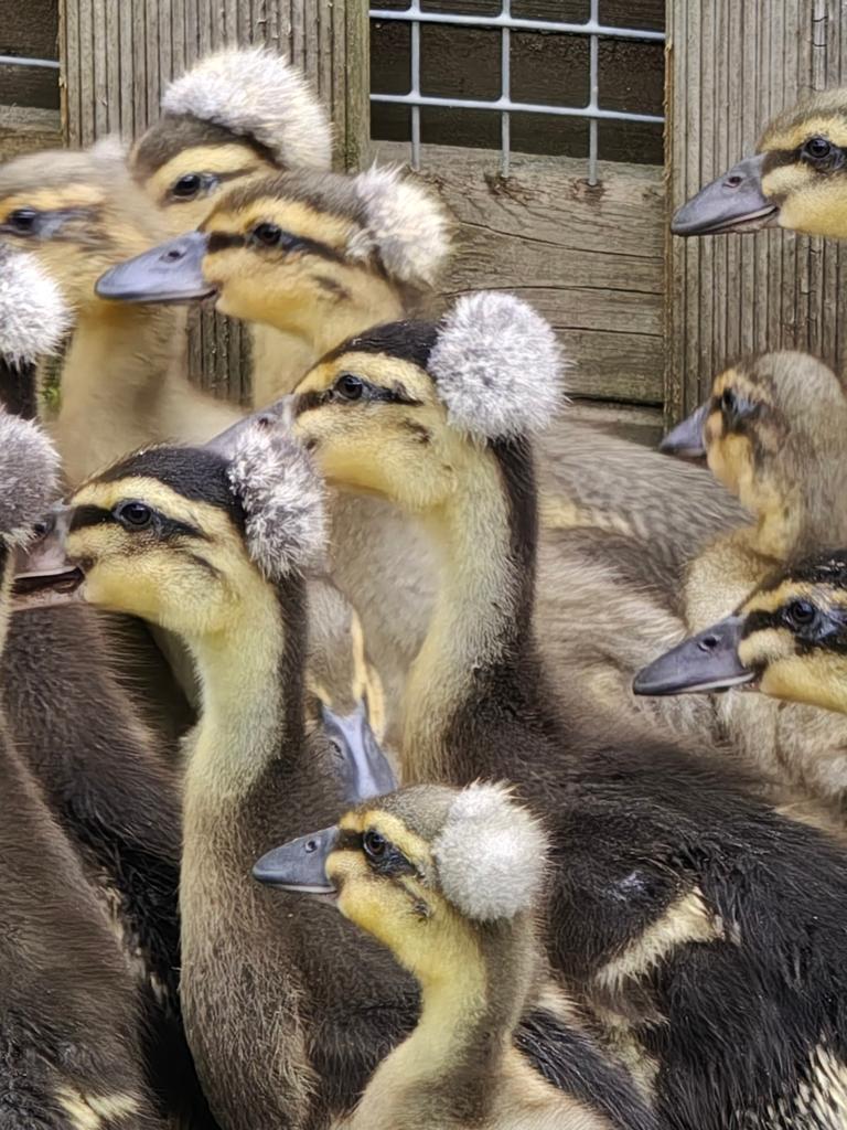 Oud Hollandse kuifeenden, Meerdere dieren, Eend