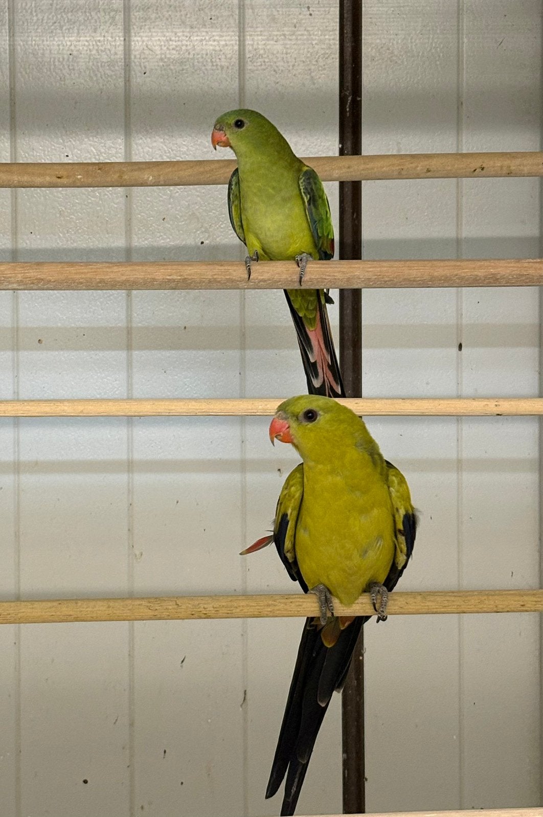 Te koop koppel bergparkieten, Dieren en Toebehoren, Vogels | Parkieten en Papegaaien, Meerdere dieren, Parkiet, Geringd