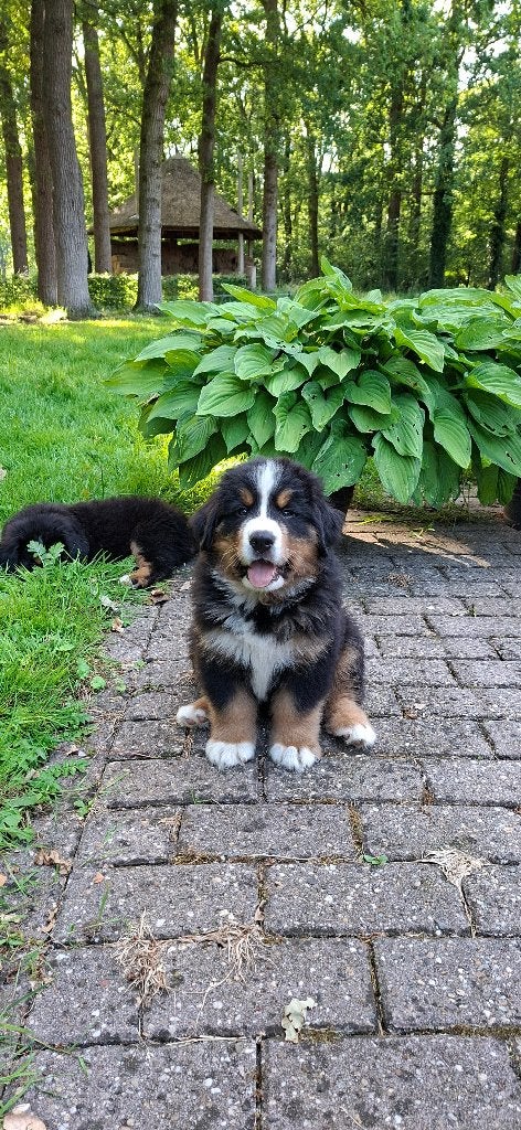 Berner sennen pups, Overige rassen, 8 tot 15 weken, Meerdere, Meerdere dieren