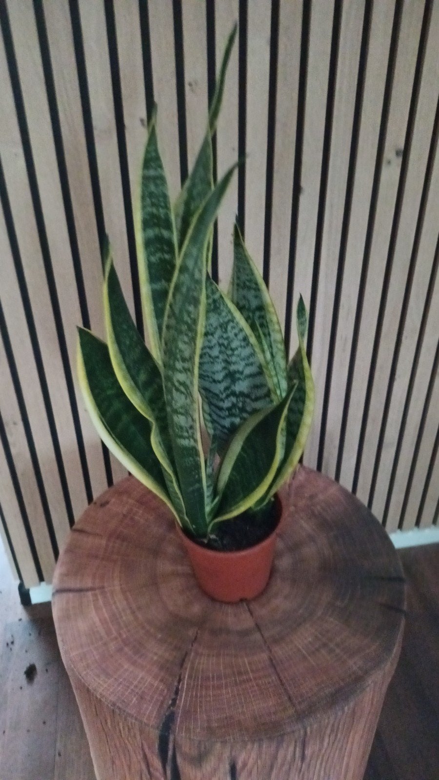 Grote Sansevieria - Keuze uit 4, Groene kamerplant, Ophalen, Overige soorten, In pot