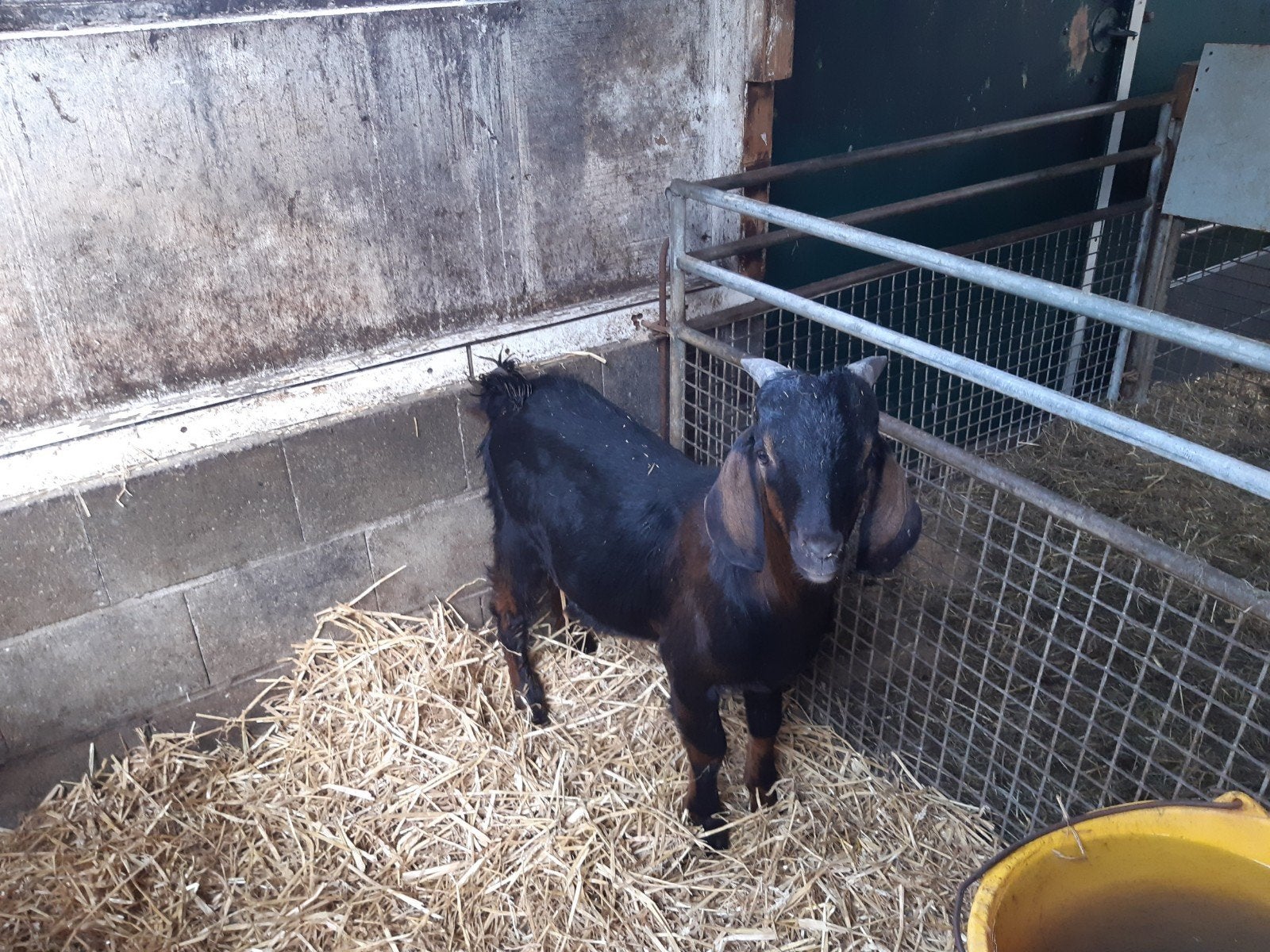 Mooie lieve aparte bok.!, Dieren en Toebehoren, Mannelijk, Geit, 0 tot 2 jaar