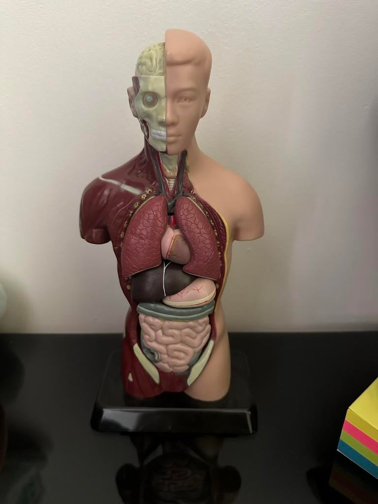 Anatomisch model menselijk torso - educatief, Overige thema's, Overige typen, Meerkleurig, Ophalen of Verzenden