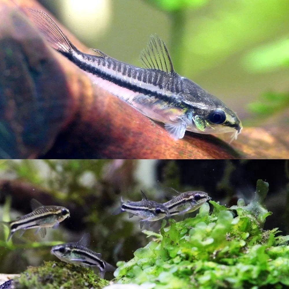jonge corydoras pygmaeus 1 cm groot €1.95 per stuk 10 €17.50, Dieren en Toebehoren, Vis, Zoetwatervis, Schoolvis