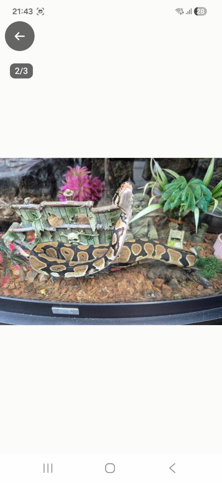 01 pastel NK 25 python regius Ball Python - unknown for sale from a. van.