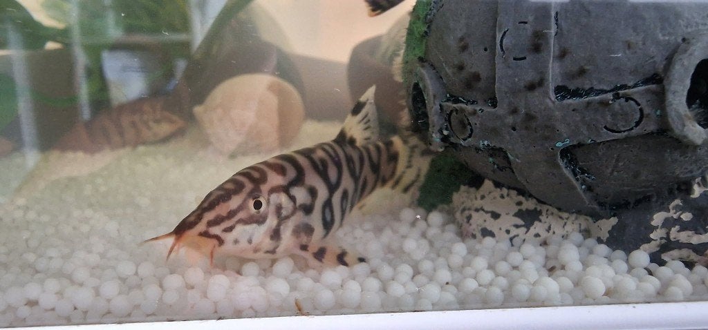 Botia Kubotai, Dieren en Toebehoren, Vissen | Aquariumvissen, Vis
