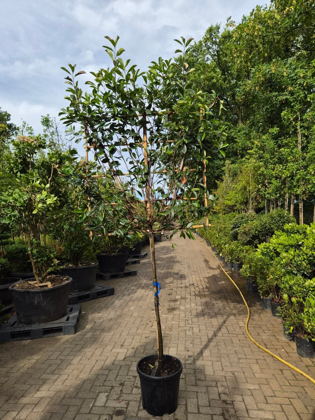 Photinia Halfstam Leiboom - Glansmispel 150cm stam, Ophalen