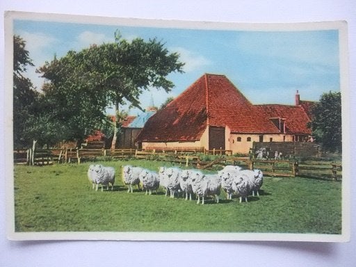P282 Texel - Schapen in de wei - 1960, Verzenden, 1960 tot 1980, Gelopen, Waddeneilanden