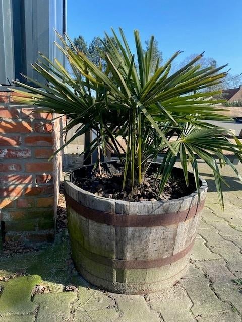 Palmboom in houten vat, Vaste plant, Bloeit niet, Halfschaduw, Ophalen