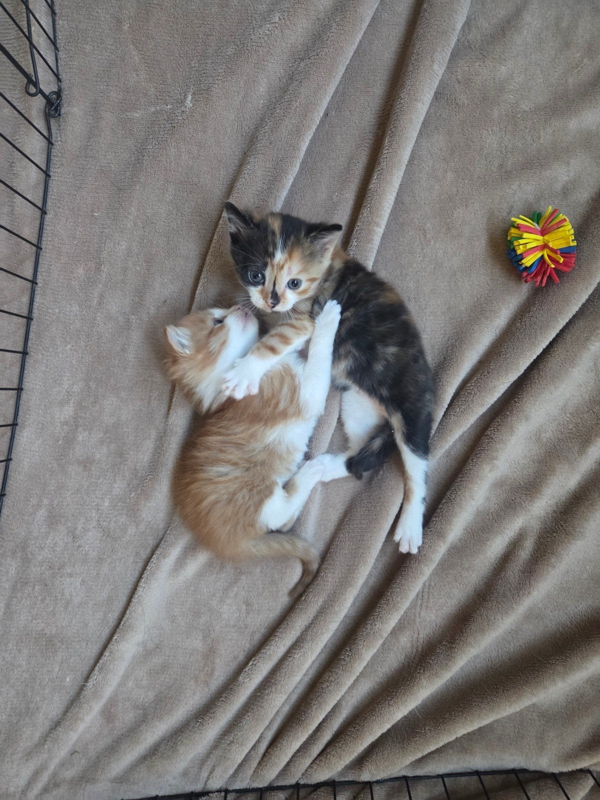 2 super leuke kittens die het nest mogen verlaten, Dieren en Toebehoren, Meerdere dieren