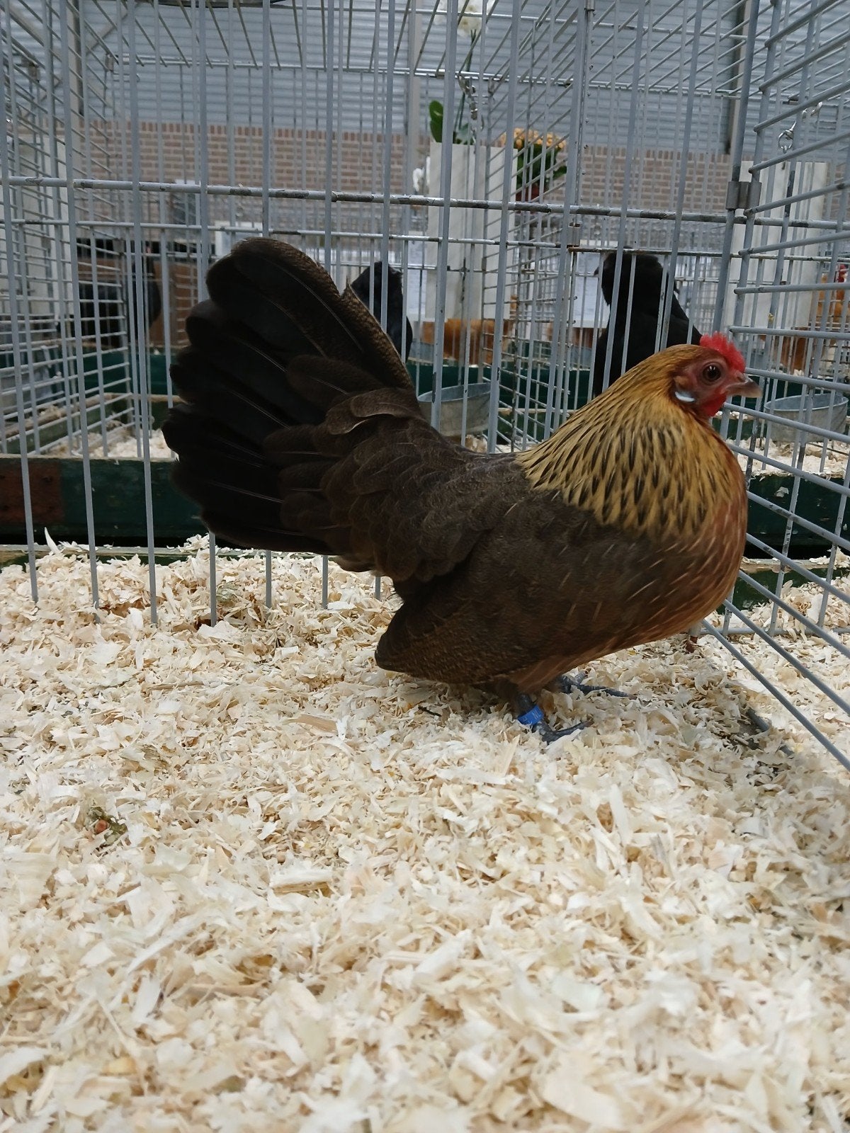hollandse krielen, Meerdere dieren, Kip