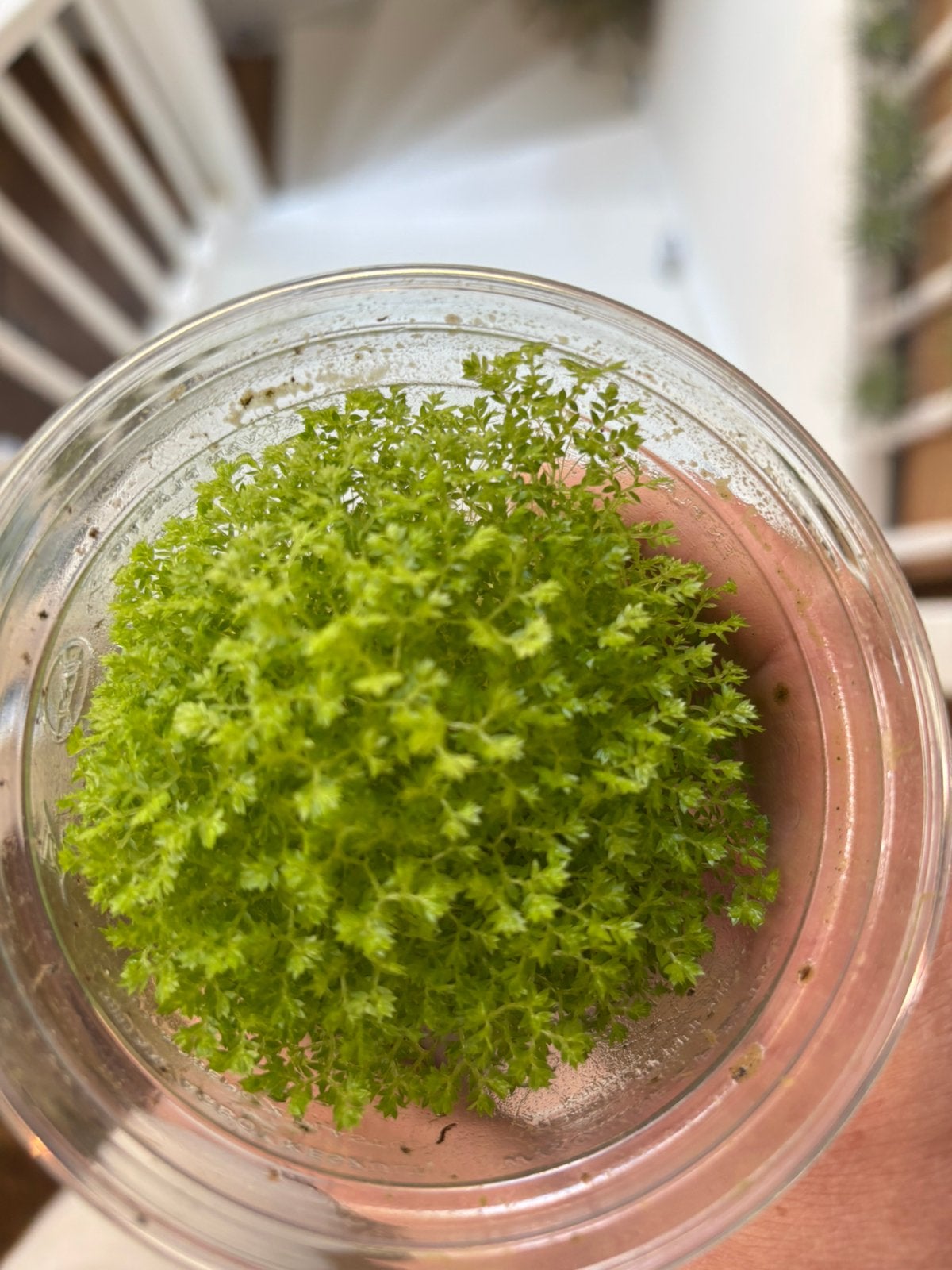 Terrariumplant Selaginella apoda, Huis en Inrichting, Kamerplanten, Ophalen of Verzenden, Halfschaduw, Minder dan 100 cm
