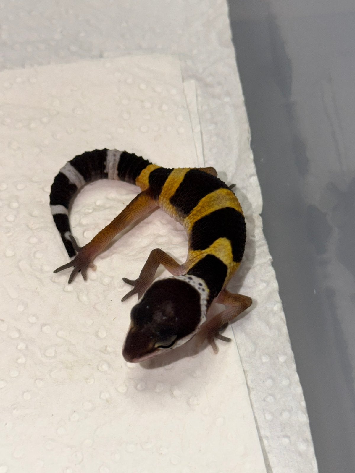 Black night x tangerine luipaardgekko vrouw, Hagedis, 0 tot 2 jaar