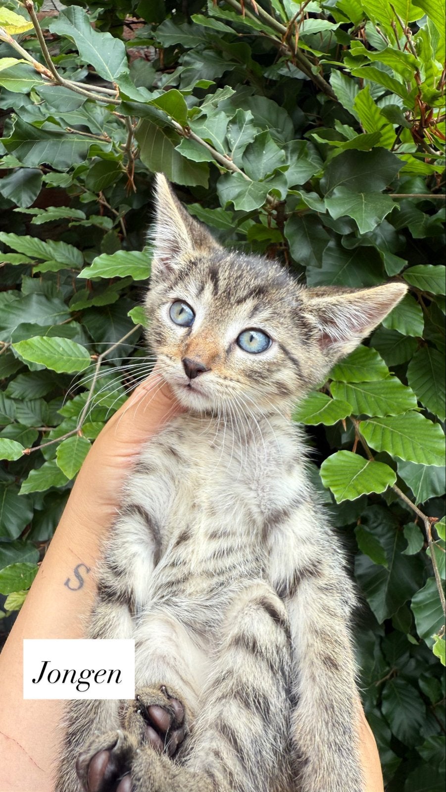 Kittens, Meerdere dieren