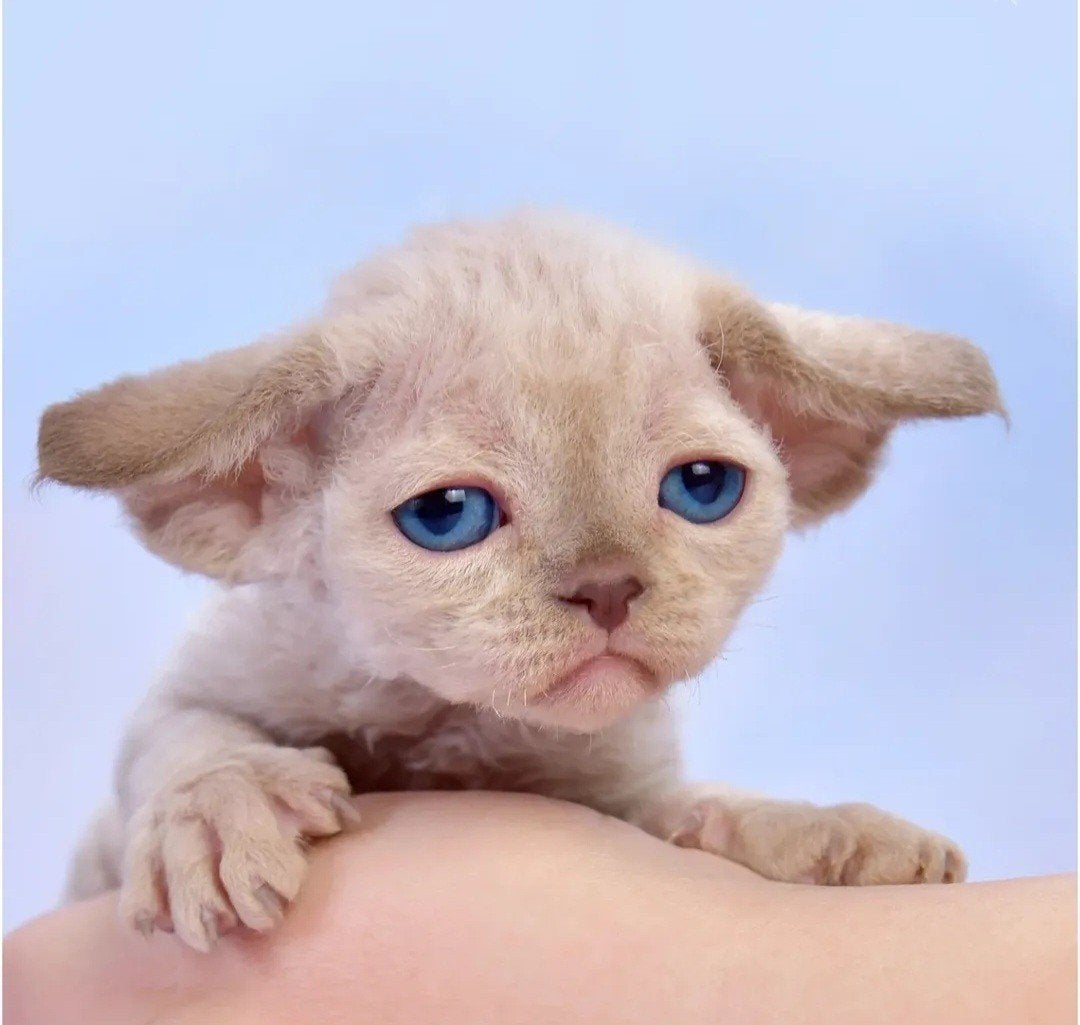 Devon Rex kittens..., Dieren en Toebehoren, Poes, Met stamboom, 0 tot 2 jaar