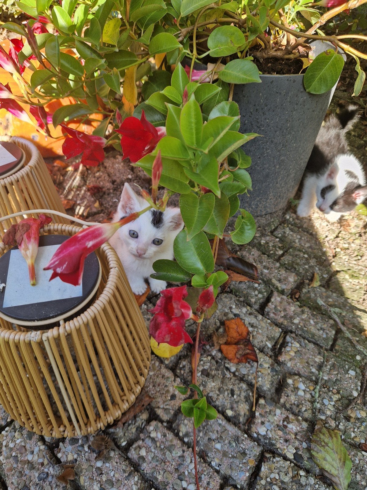 kittens te koop, Meerdere dieren, Kortharig, 0 tot 2 jaar