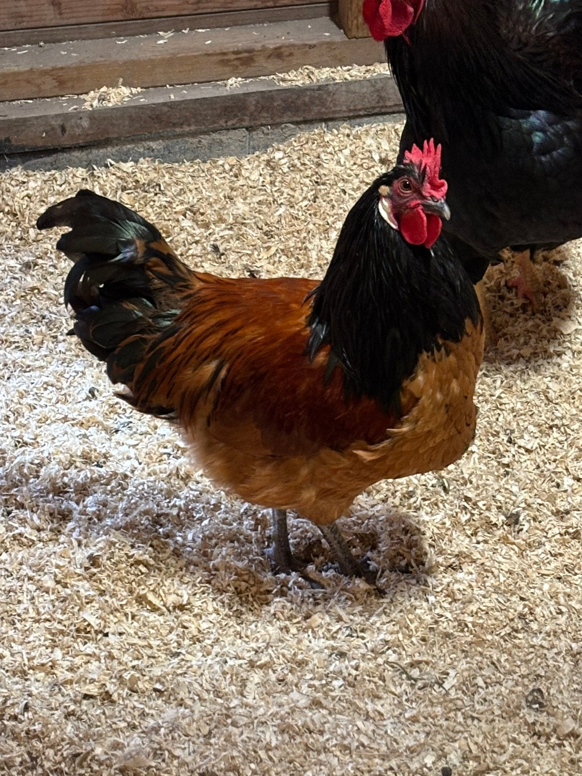 Vorwerk haan te koop, Dieren en Toebehoren, Mannelijk, Kip