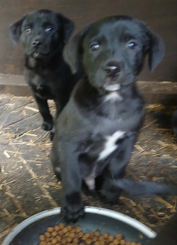 Boerenfox X Labrador, Reu, 8 tot 15 weken, Parvo, Eén hond