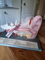 Anatomisch model oor 1967 compleet, Antiek en Kunst, Ophalen of Verzenden