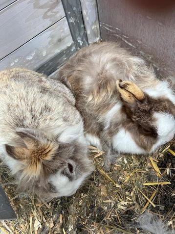 3 konijnen met 2 hokken beschikbaar voor biedingen
