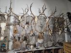 Longhorn, edelhert, ram, damhert, ree, stier, geit schedels!, Verzamelen, Ophalen of Verzenden, Nieuw, Wild dier, Schedel