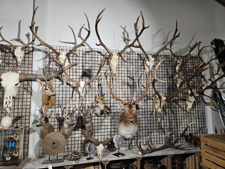 Longhorn, edelhert, ram, damhert, ree, stier, geit schedels!, Verzamelen, Dierenverzamelingen, Nieuw, Schedel, Wild dier, Ophalen of Verzenden