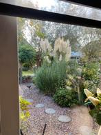 Er zijn nog leuke sier pluimen ophalen voor  Cborg1€ pst, Ophalen of Verzenden, Zo goed als nieuw, Wit, Minder dan 100 cm