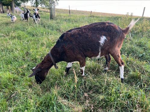 Mooie zwartbonte geit cae cl vrij, Dieren en Toebehoren, Schapen, Geiten en Varkens, Geit, Vrouwelijk
