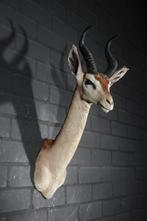 gerenuk giraffe antilope antiek taxidermy vintage opgezette, Ophalen, Gebruikt, Hert, Gewei of Kop