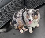 Corgi blue merle, Dieren en Toebehoren, Honden | Niet-rashonden, Parvo, Teef, Eén hond, Nederland