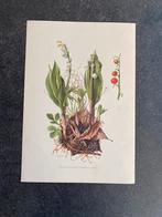 10 prenten planten/kruiden 16,5x24  18 euro  oa  hyacinth, Antiek en Kunst, Ophalen of Verzenden, Natuur en Biologie