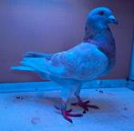 Kleurpostduif doffer 2023, Dieren en Toebehoren, Vogels | Duiven, Mannelijk, Postduif