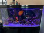 Aquarium te koop, Ophalen of Verzenden, Zo goed als nieuw, Gevuld zoetwateraquarium
