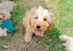 Cockapoo herplaatsing pup zoekt tweede kans, CDV (hondenziekte), 8 tot 15 weken, Eén hond, Nederland