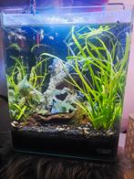 Nano Cube DENNERLE, Dieren en Toebehoren, Vissen | Aquaria en Toebehoren, Ophalen, Zo goed als nieuw, Gevuld zoetwateraquarium