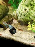 Raszuiveren green dragon Dumbo ear, Dieren en Toebehoren, Vissen | Aquariumvissen, Vis