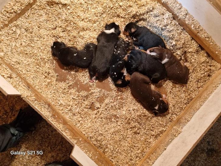 Appenzeller Sennen pups te koop, Dieren en Toebehoren, Reptielen en Amfibieën, Amfibie, 0 tot 2 jaar
