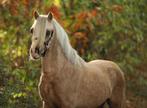 Prachtige Welsh A pony’s, Dieren en Toebehoren, Pony's, Merrie, Gechipt, 3 tot 6 jaar, C pony (1.27m tot 1.37m)
