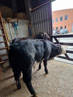 2 zware kruisling stieren, Dieren en Toebehoren, Mannelijk