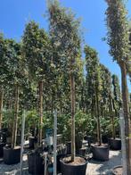 Quercus ilex steeneik leibomen in diverse maten, Ophalen of Verzenden, Halfschaduw, Overige soorten, Minder dan 100 cm