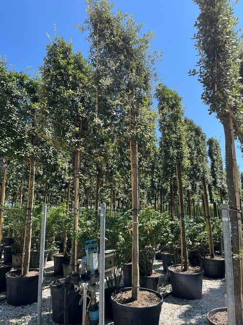 Quercus ilex steeneik leibomen in diverse maten, Tuin en Terras, Planten | Bomen, Overige soorten, Minder dan 100 cm, Halfschaduw