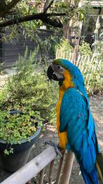 Super lieve blauw gele ara, Dieren en Toebehoren, Vogels | Parkieten en Papegaaien, Vrouwelijk, Papegaai